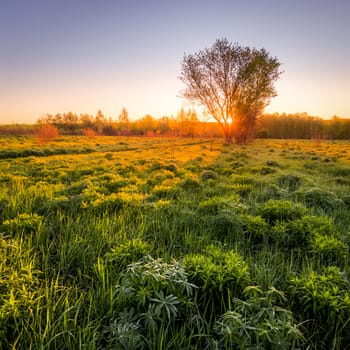 Sunrise or sunset in a spring field with green grass, lupine sprouts, fog on the horizon and clear bright sky. 