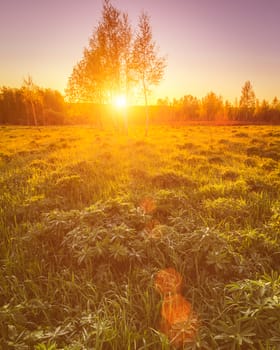 Dawn or sunset in a spring field with green grass, lupine sprouts, fog on the horizon and clear bright sky. Sunbeam on a foreground.