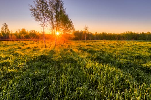 Dawn or sunset in a spring field with green grass, lupine sprouts, fog on the horizon and clear bright sky. Sunbeam on a foreground.