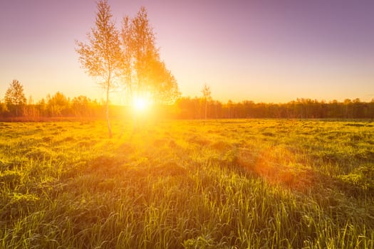Sunrise or sunset in a spring field with green grass, lupine sprouts, fog on the horizon and clear bright sky. Sunbeam on a foreground.