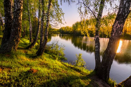 Sunrise or sunset among birches with young leaves near a pond, reflected in the water covered with fog. The sun shining through the branches of trees.