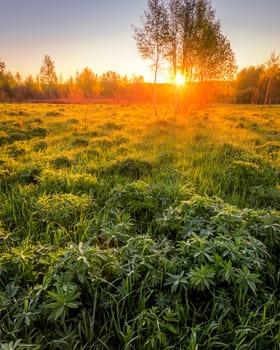 Sunrise or sunset in a spring field with green grass, lupine sprouts, fog on the horizon and clear bright sky. 