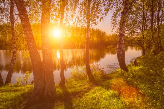 Sunrise or sunset among birches with young leaves near a pond, reflected in the water covered with fog. The sun shining through the branches of trees.