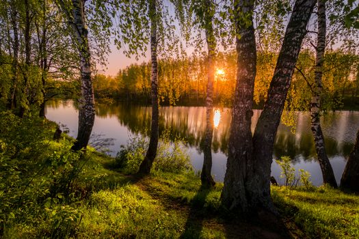 Sunrise or sunset among birches with young leaves near a pond, reflected in the water covered with fog. The sun shining through the branches of trees.