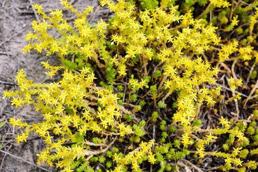 The Sedum acre, commonly known as the goldmoss stonecrop, mossy stonecrop, goldmoss sedum, biting stonecrop, and wallpepper, is a perennial flowering plant from the Crassulaceae family