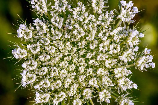 Macro of an open wild carrot (Daucus Carota) in the meadow close to the Dnieper river in Kiev, Ukraine