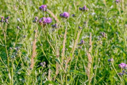 A Centaurea Scabiosa flower with buds,  also known as  greater knapweed, is growing in the meadow close to the Dnieper River in Kiev, Ukraine, under the warm summer sun