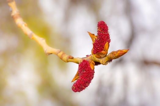 Red Poplar catkins on a tree branch during spring time