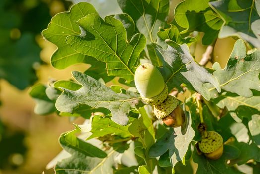 Macro of green acorn on a green oak tree under the warm summer sun