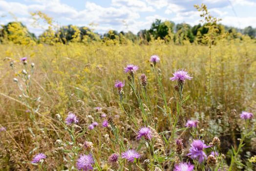 Centaurea Scabiosa flowers with buds,  also known as  greater knapweed, is growing in the meadow close to the Dnieper River in Kiev, Ukraine, under the warm summer sun