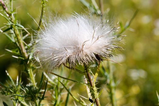 Detail of Cirsium vulgare thistle seeds