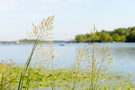 Gramineae herbs moved by the wind close to the Dnieper river  under the warm spring sun