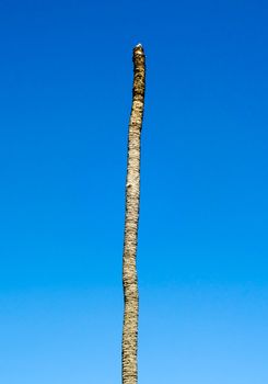 Dead coconut in blue sky at garden