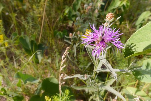 Centaurea phrygia L. subspecies pseudophrygia flower, also known as wig knapweed, growing in the meadow in Kiev, Ukraine, with two weevils living on it