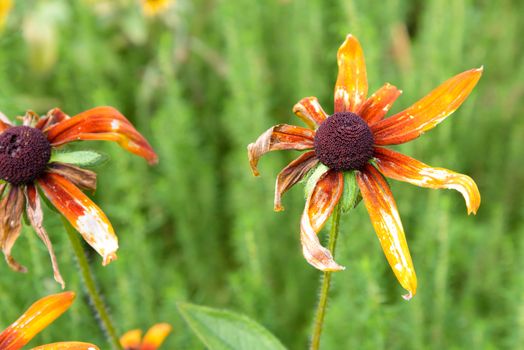 Close up of a drying orange Rudbeckia flower in the park during summer time