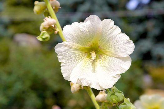 White Alcea Rosea in the garden, growing under the warm summer sun