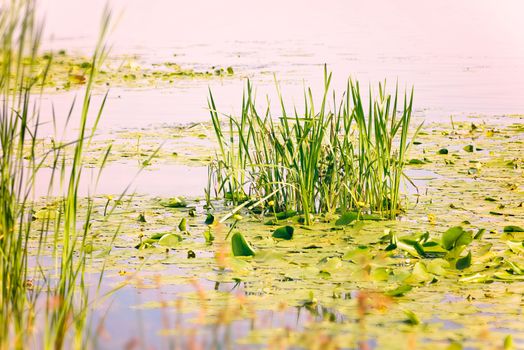 Yellow Nuphar Lutea and Typha Latifolia  in the pink Dnieper river at dawn