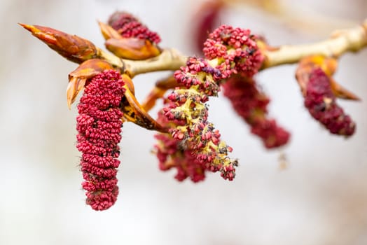 Red Poplar catkins on a tree branch during spring time