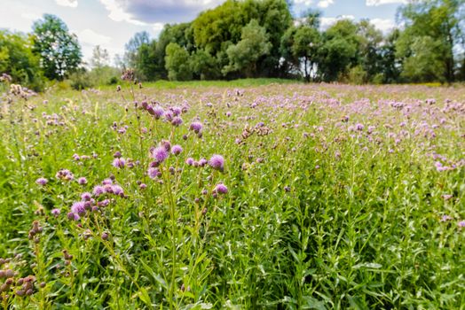 Centaurea Scabiosa flowers with buds,  also known as  greater knapweed, is growing in the meadow close to the Dnieper River in Kiev, Ukraine, under the warm summer sun