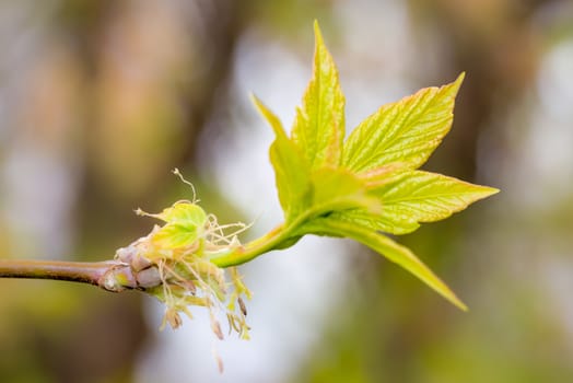 Acer Negundo, Young green leaves with seeds and flowers under the spring sun