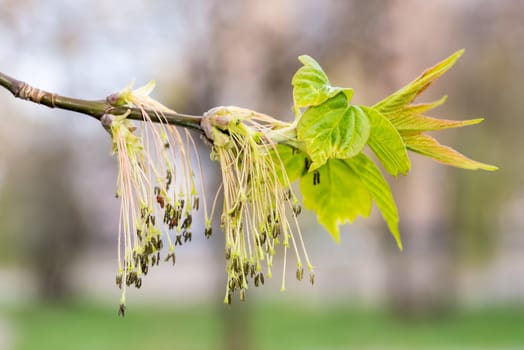 Acer Negundo, Young green leaves with seeds and flowers under the spring sun