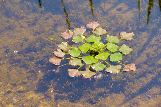 Trapa Natans, also called Water chestnut or Water caltrop floating in the Dnieper river in Kiev