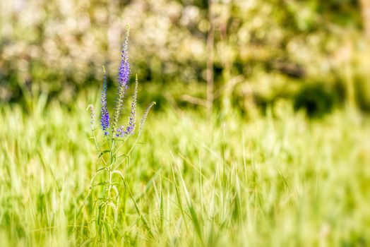 Pseudolysimachion longifolium (Veronica longifolia) also known as garden speedwell or longleaf speedwell, growing in the meadow under the warm summer sun