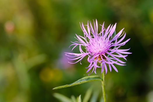 Centaurea phrygia L. subspecies pseudophrygia flower, also known as wig knapweed, growing in the meadow in Kiev, Ukraine