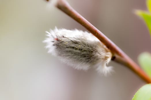 Gray catkin on a tree branch in spring