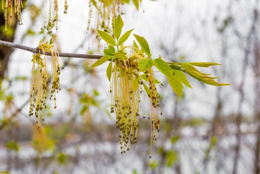 Acer Negundo, Young green leaves with seeds and flowers under the spring sun