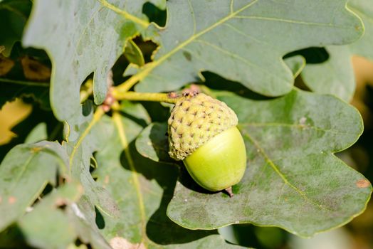 Macro of green acorn on a green oak tree under the warm summer sun