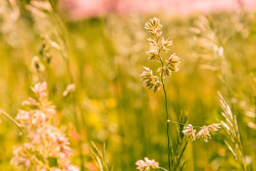 Gramineae herbs moved by the wind in a meadow  under the warm spring sun