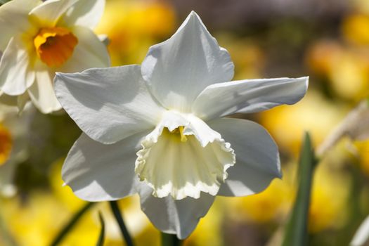 Daffodil (narcissus) 'Thalia' growing outdoors in the spring season