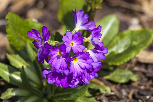 Primula denticulata a spring purple perennial flower plant commonly known as drumstick primula