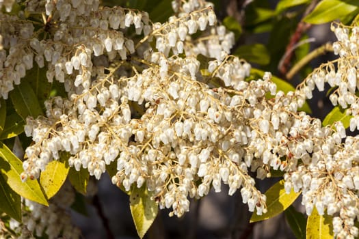 Pieris Japonica an early spring white flower shrub commonly known as Japanese andromeda or Japanese pieris