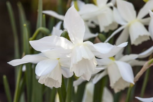 Daffodil (narcissus) 'Thalia' growing outdoors in the spring season