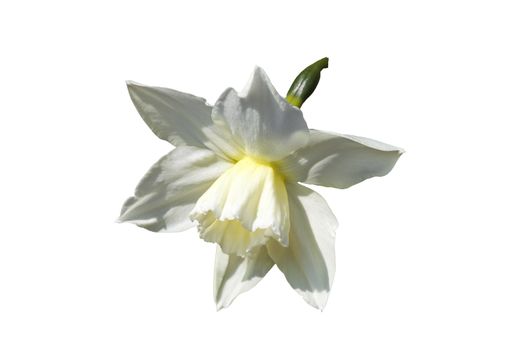 Daffodil (narcissus) 'Thalia' growing outdoors in the spring season cut out and isolated on a white background