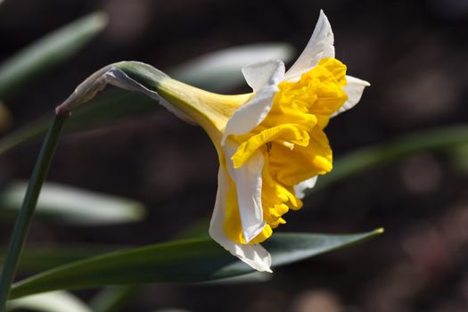 Daffodil (narcissus) 'Orangery' growing outdoors in the spring season