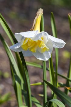 Daffodil (narcissus) 'Lemon Beauty' growing outdoors in the spring season