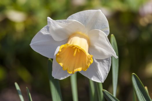 Daffodil (narcissus) 'Foresight' growing outdoors in the spring season