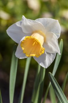 Daffodil (narcissus) 'Foresight' growing outdoors in the spring season