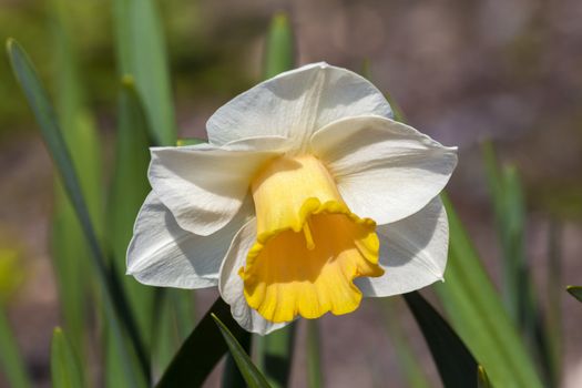 Daffodil (narcissus) 'Foresight' growing outdoors in the spring season