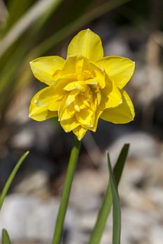 Daffodil (narcissus) 'Pencrebar' growing outdoors in the spring season