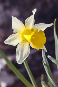 Narcissus pseudonarcissus 'Lobularis' (daffodil) growing outdoors in the spring season