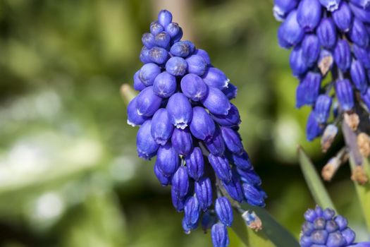 Muscari armeniacum a spring blue perennial bulbous flower plant commonly known as grape hyacinth or Armenian grape