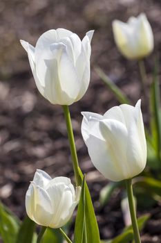 Tulip 'Gwen' growing outdoors in the spring season