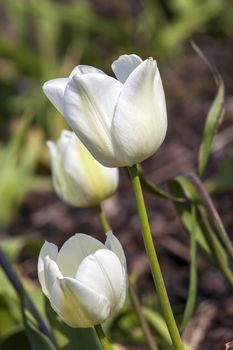 Tulip 'Gwen' growing outdoors in the spring season