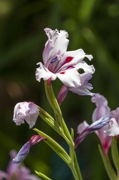 Gladiolus carneus a spring pink crimson red perennial bulbous flower plant commonly known as painted lady