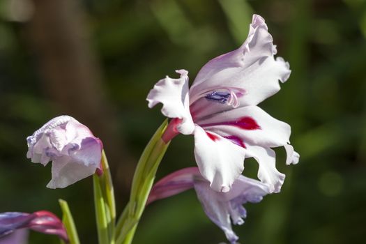 Gladiolus carneus a spring pink crimson red perennial bulbous flower plant commonly known as painted lady