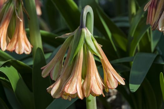 Cyrtanthus falcatus a South Africa burgundy red perennial bulbous flower plant commonly known as falcate fire lily